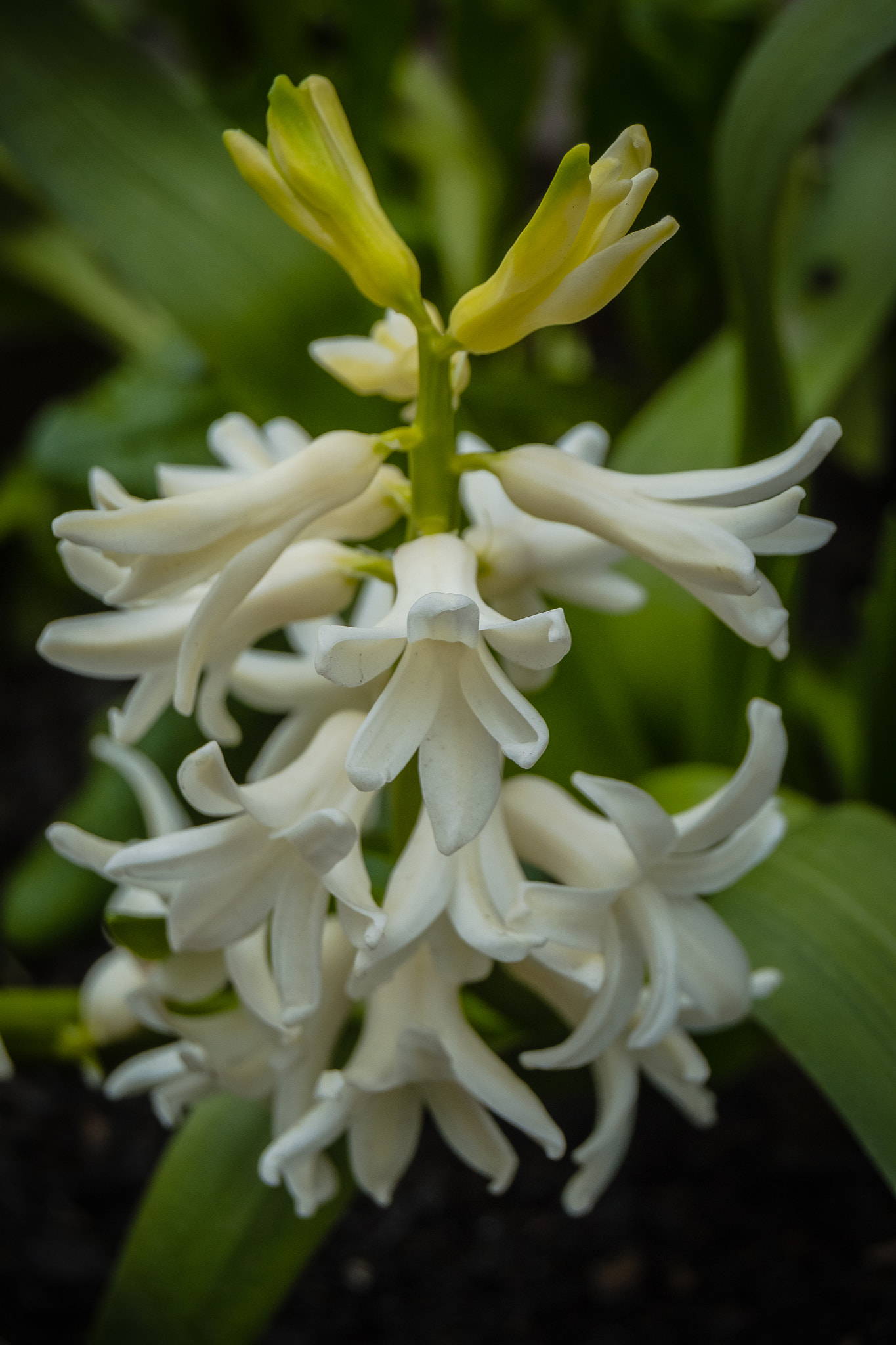 Close-up of white flowering plant