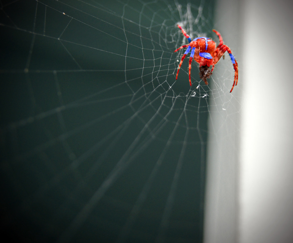 Radioactive Spider By Joshua Garay   500px