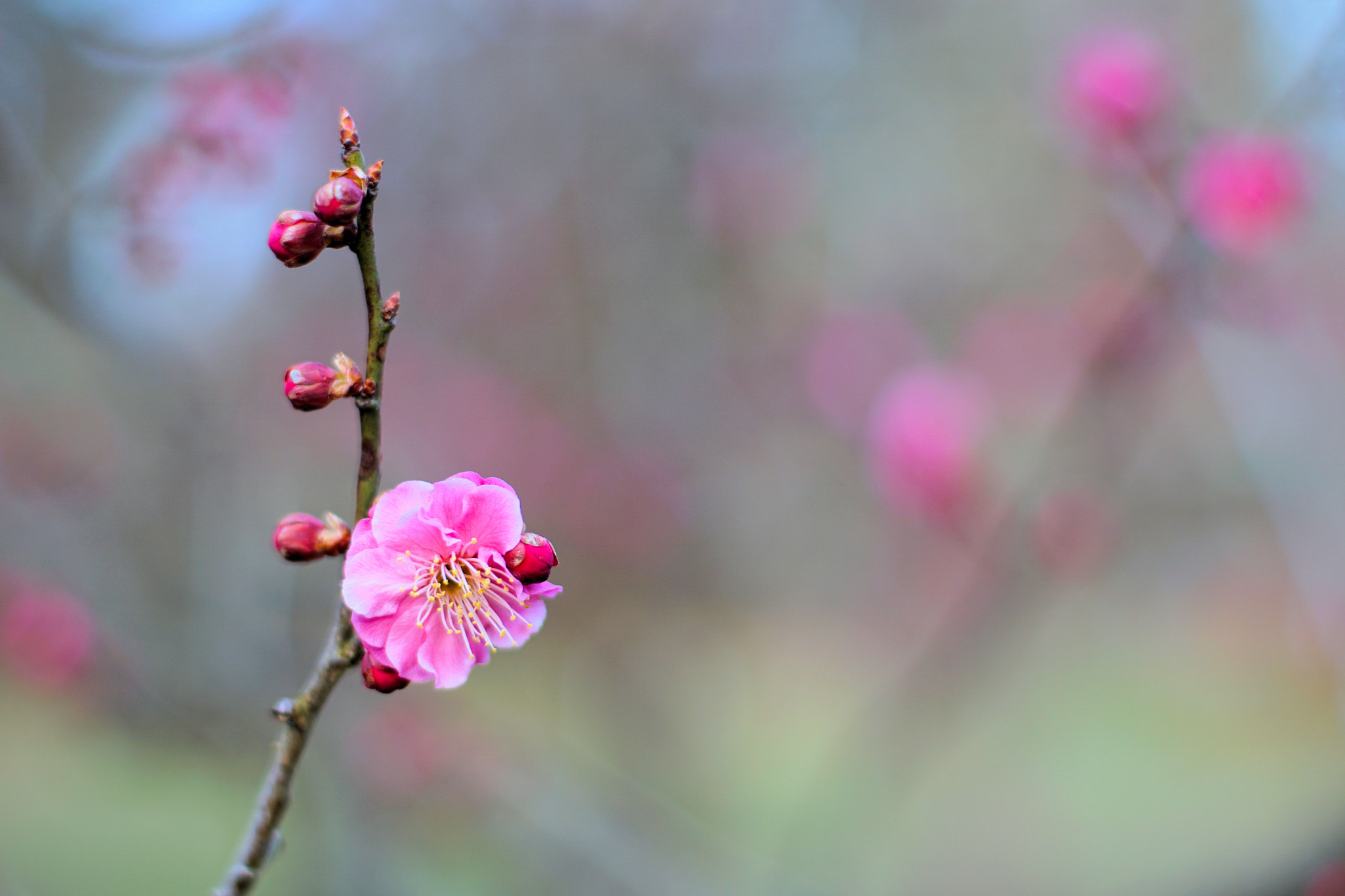 kingfisher by shoji uno on 500px.com