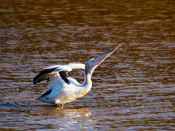 Boodalang by Paul Amyes on 500px.com