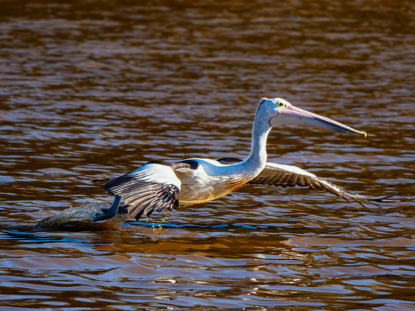 Boodalang by Paul Amyes on 500px.com