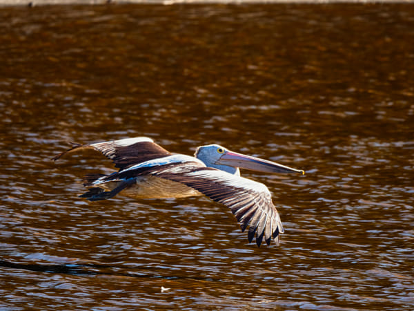 Boodalang by Paul Amyes on 500px.com
