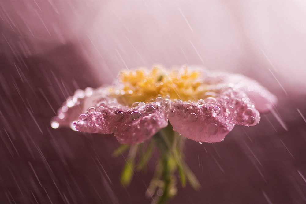 Rain flower by Marcsi Sluch on 500px.com