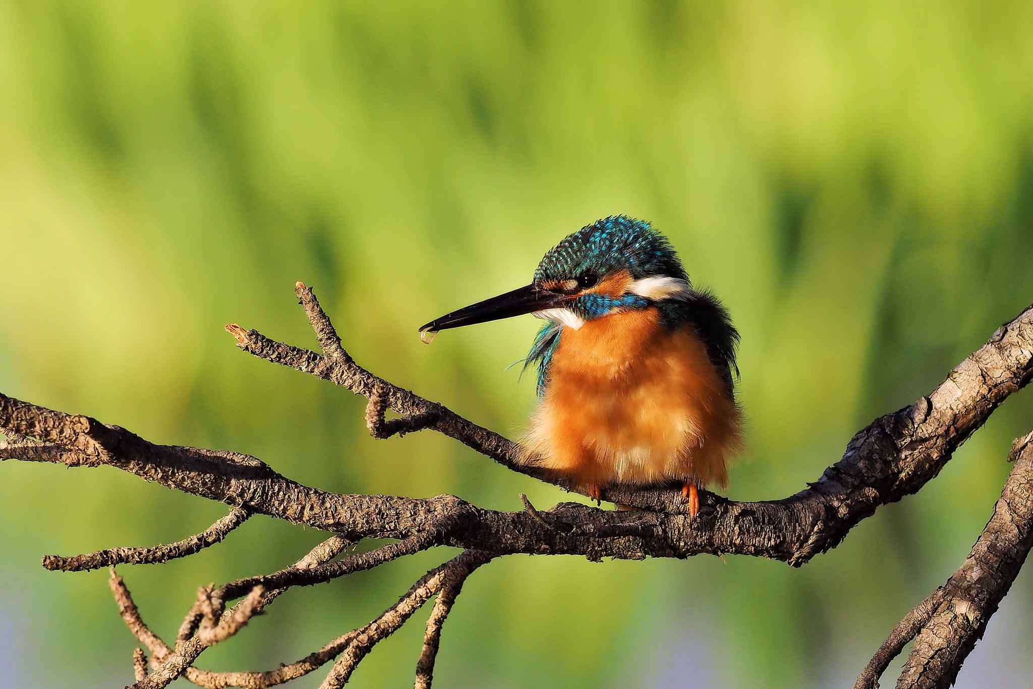 kingfisher by shoji uno on 500px.com
