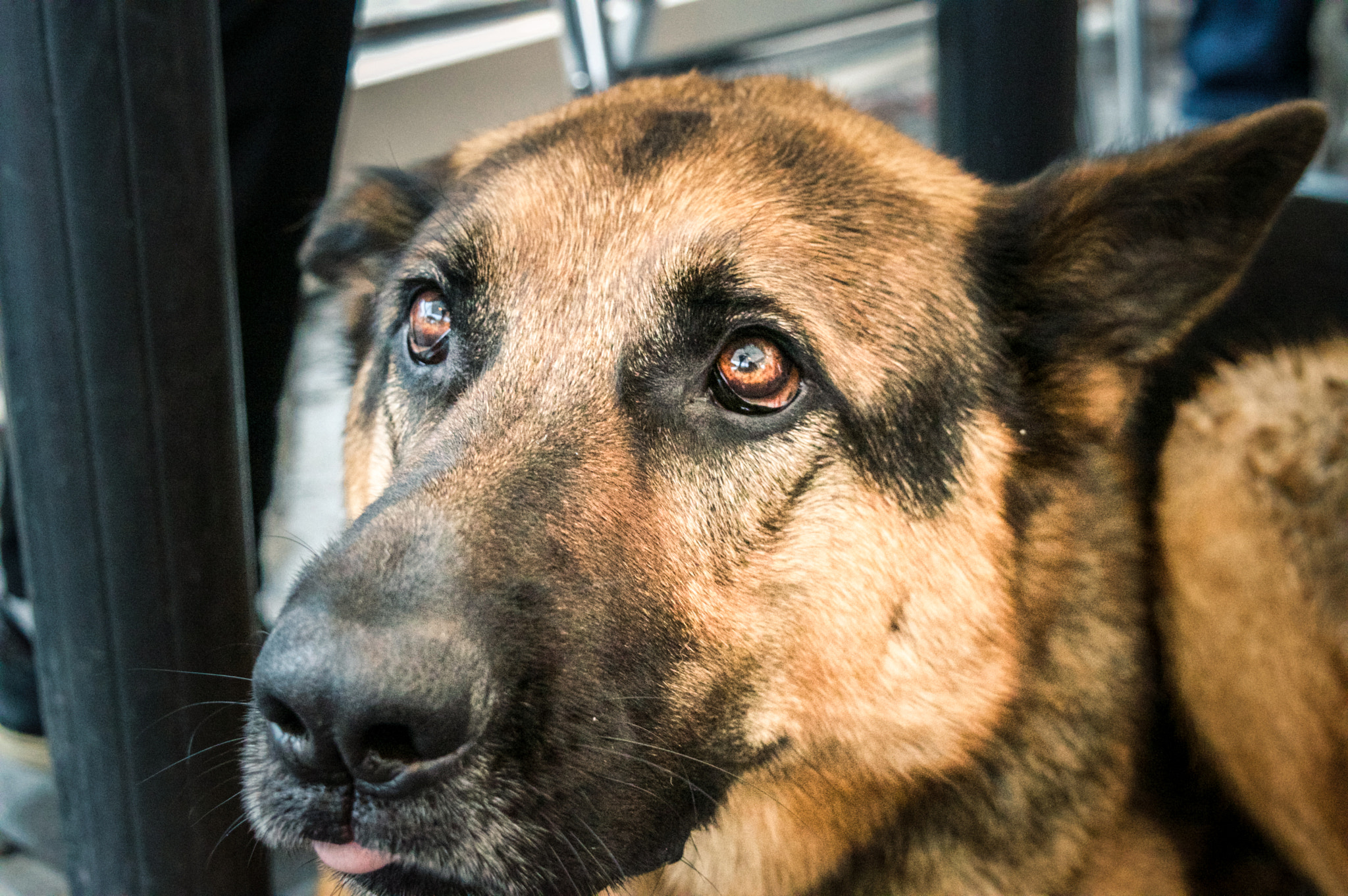 Chien de sdf