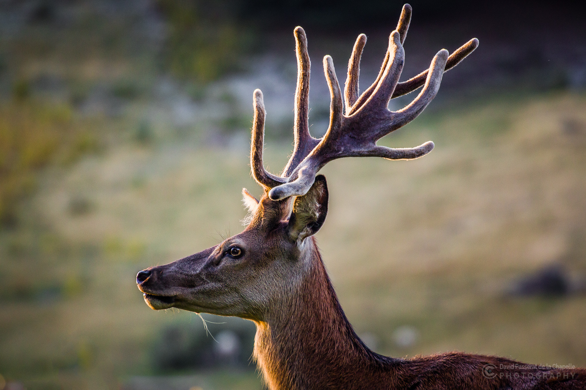 Deer and antlers