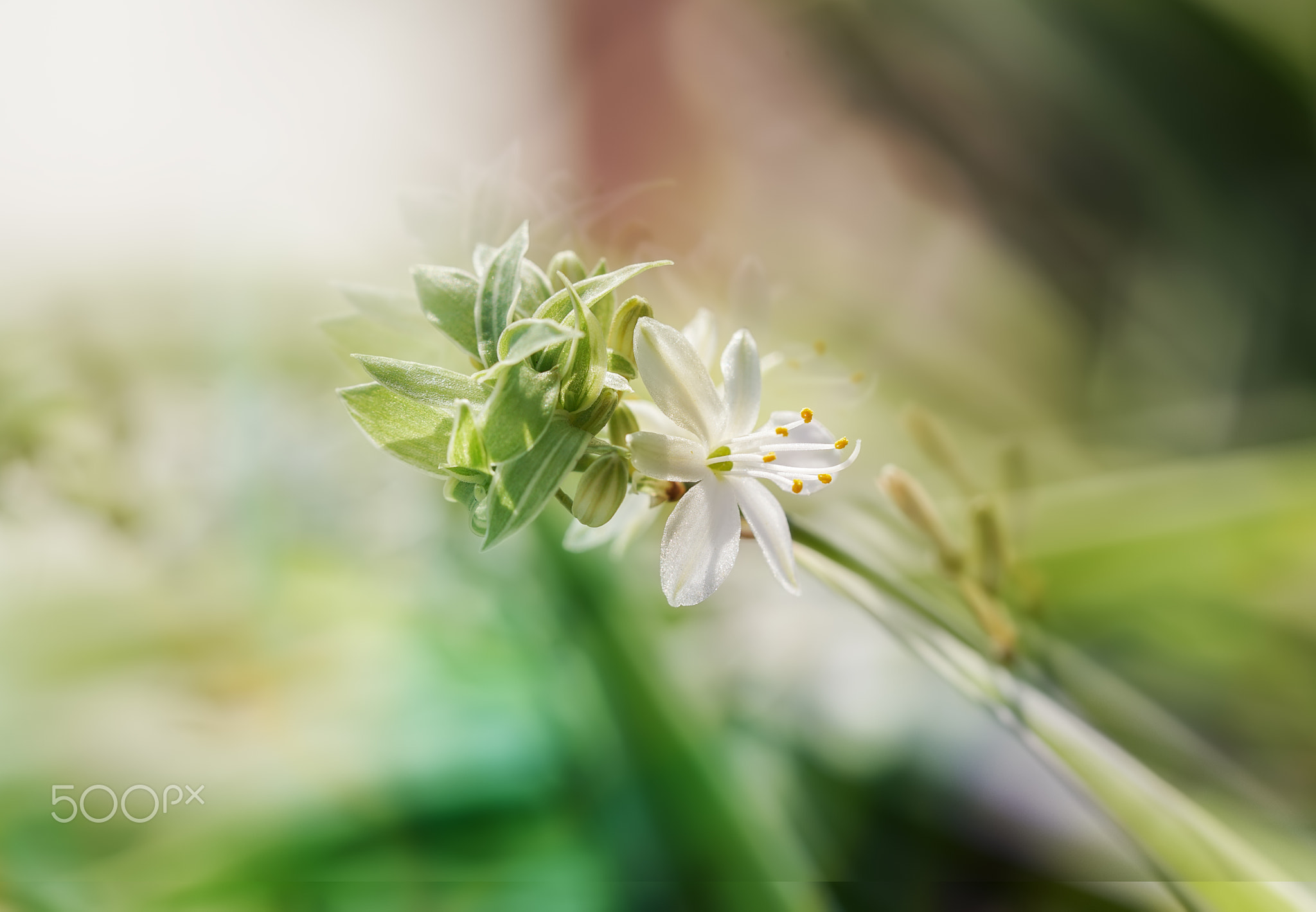 Chlorophytum