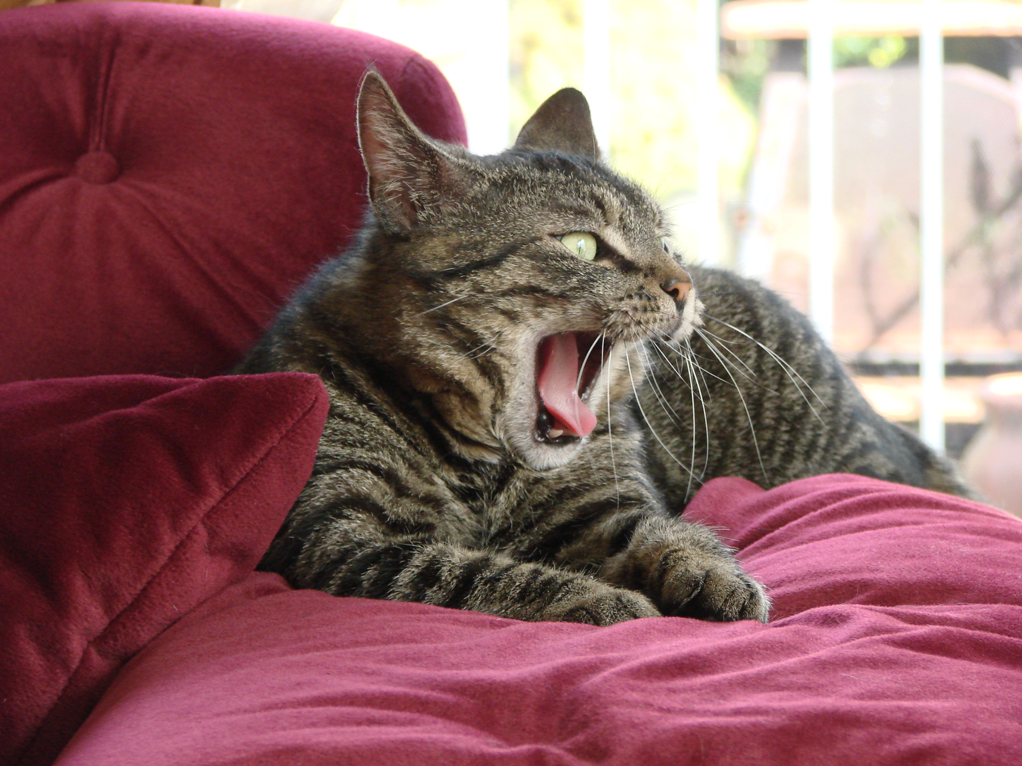 v2?sig=7c50f01a4308aa6b709998c5f8c46dd153b0477f4bbb2f0dd835a06cacdc1ee4