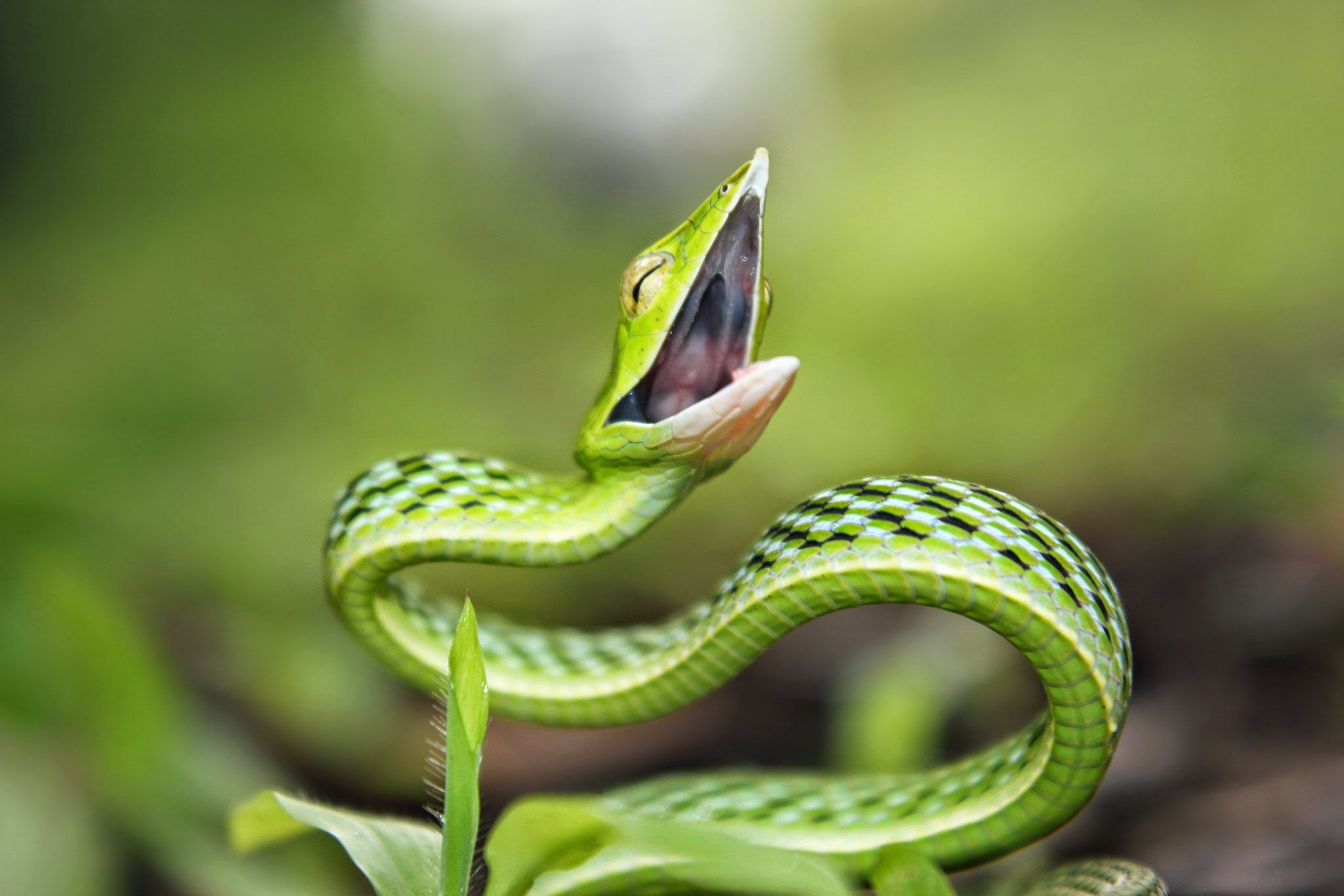 The Green Vine Snake Ahaetulla Nasuta By Nikhil Kanojia 500px
