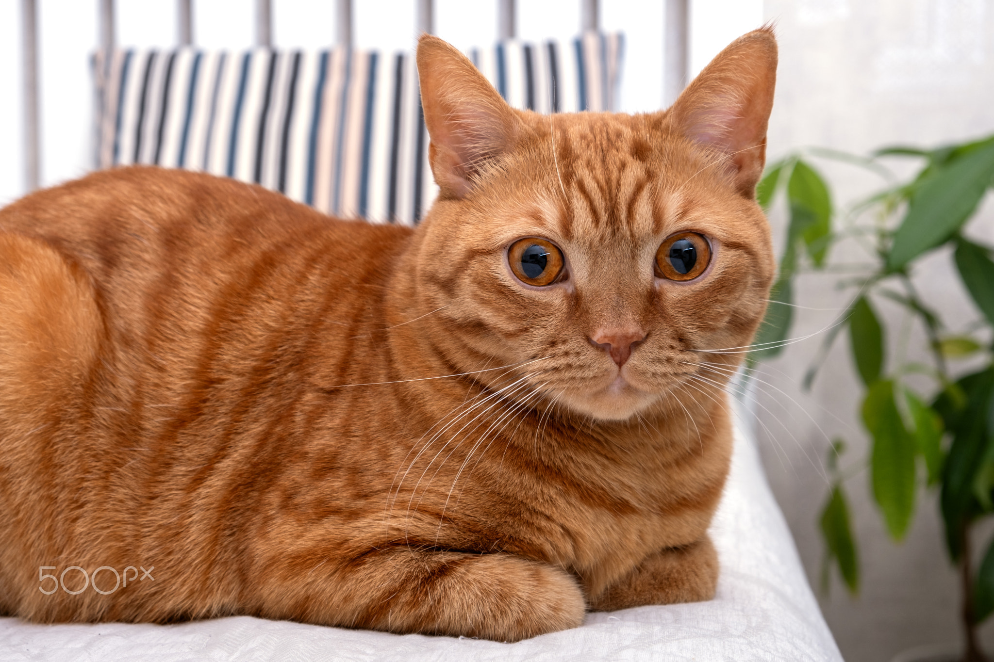 An adult red cat lies on the sofa in the living room. Pets concept. Selective focus.