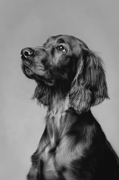 portrait of a setter dog in the studio