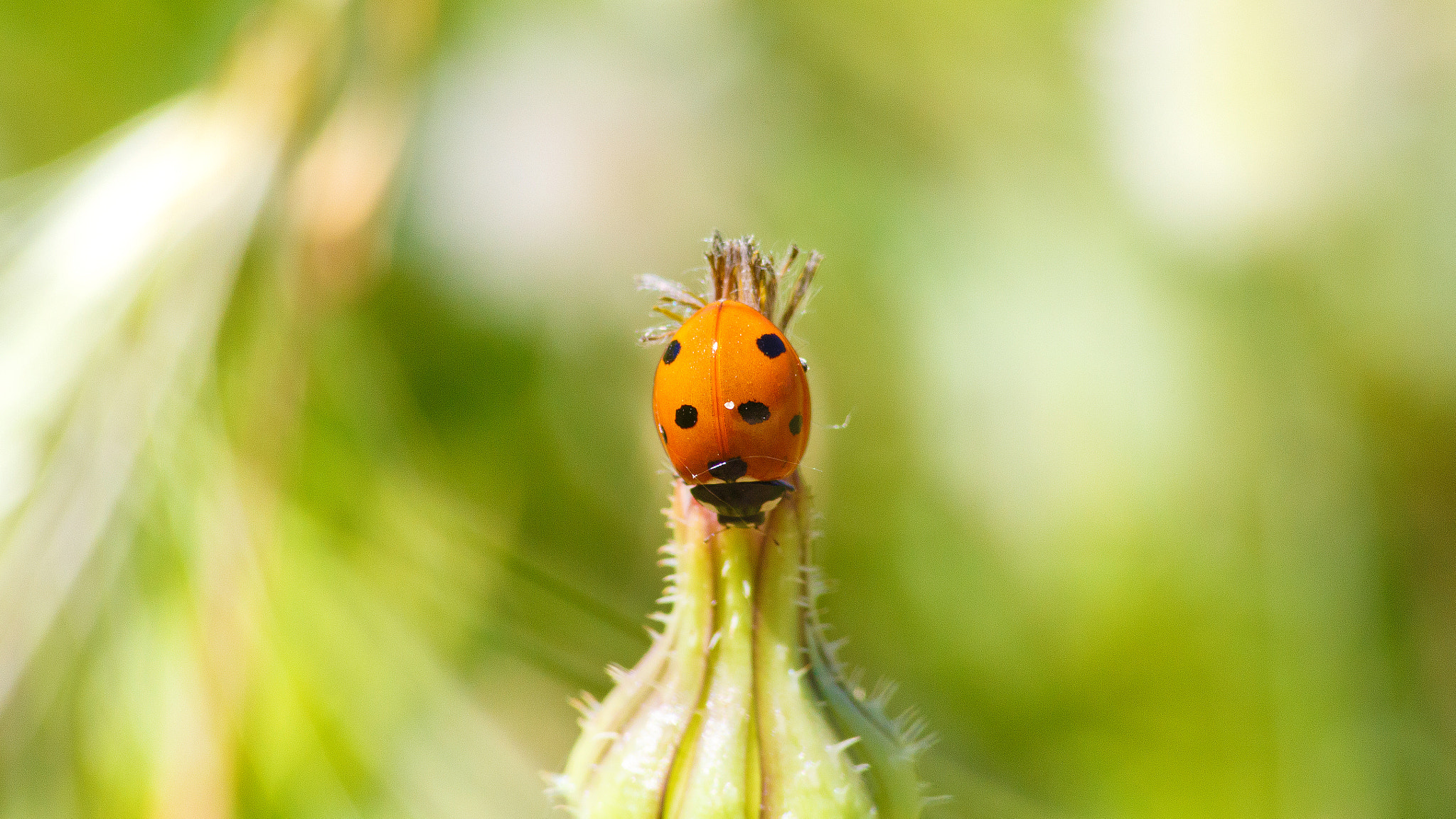 Coccinella septempunctata