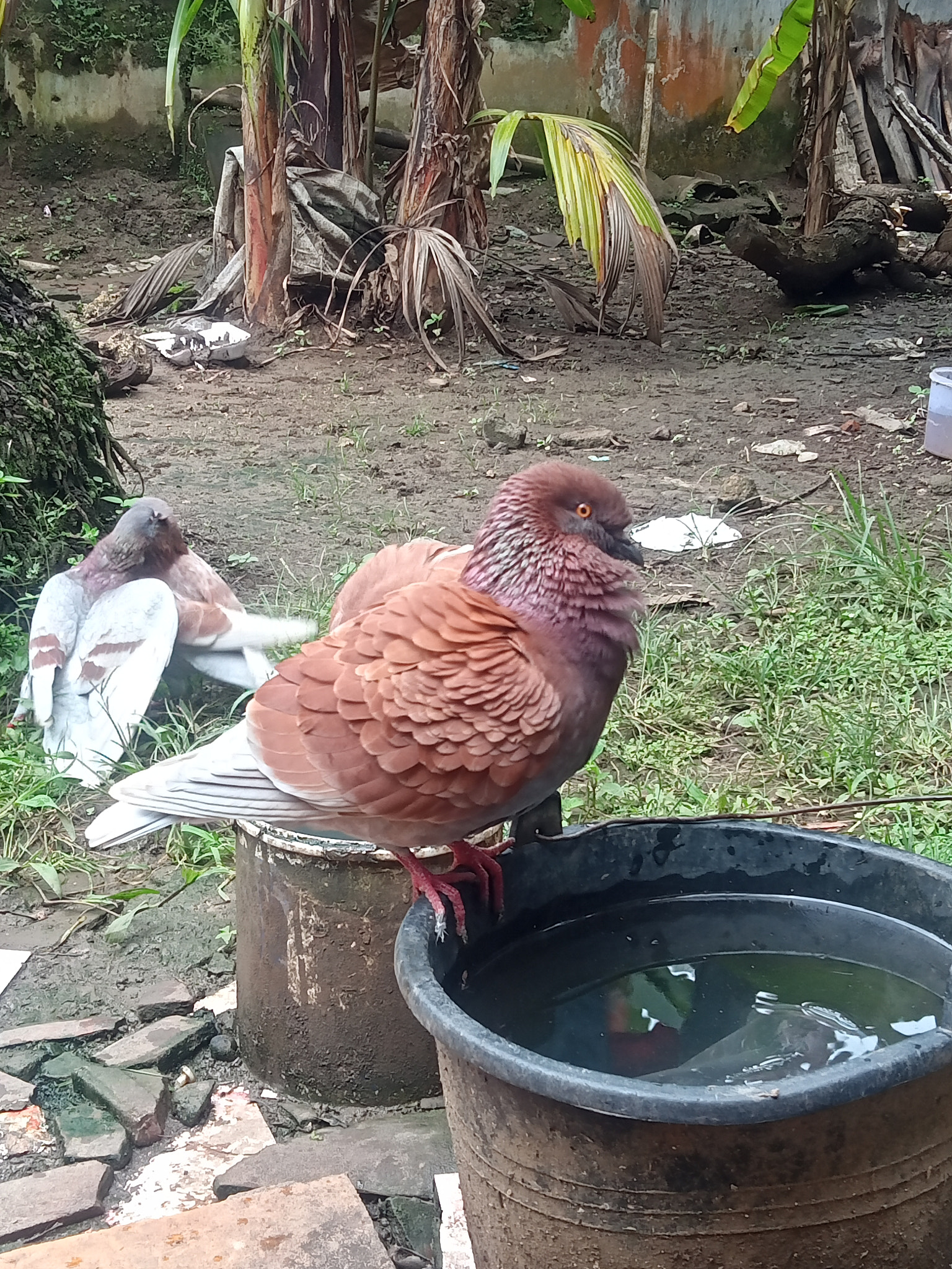 Pigeons