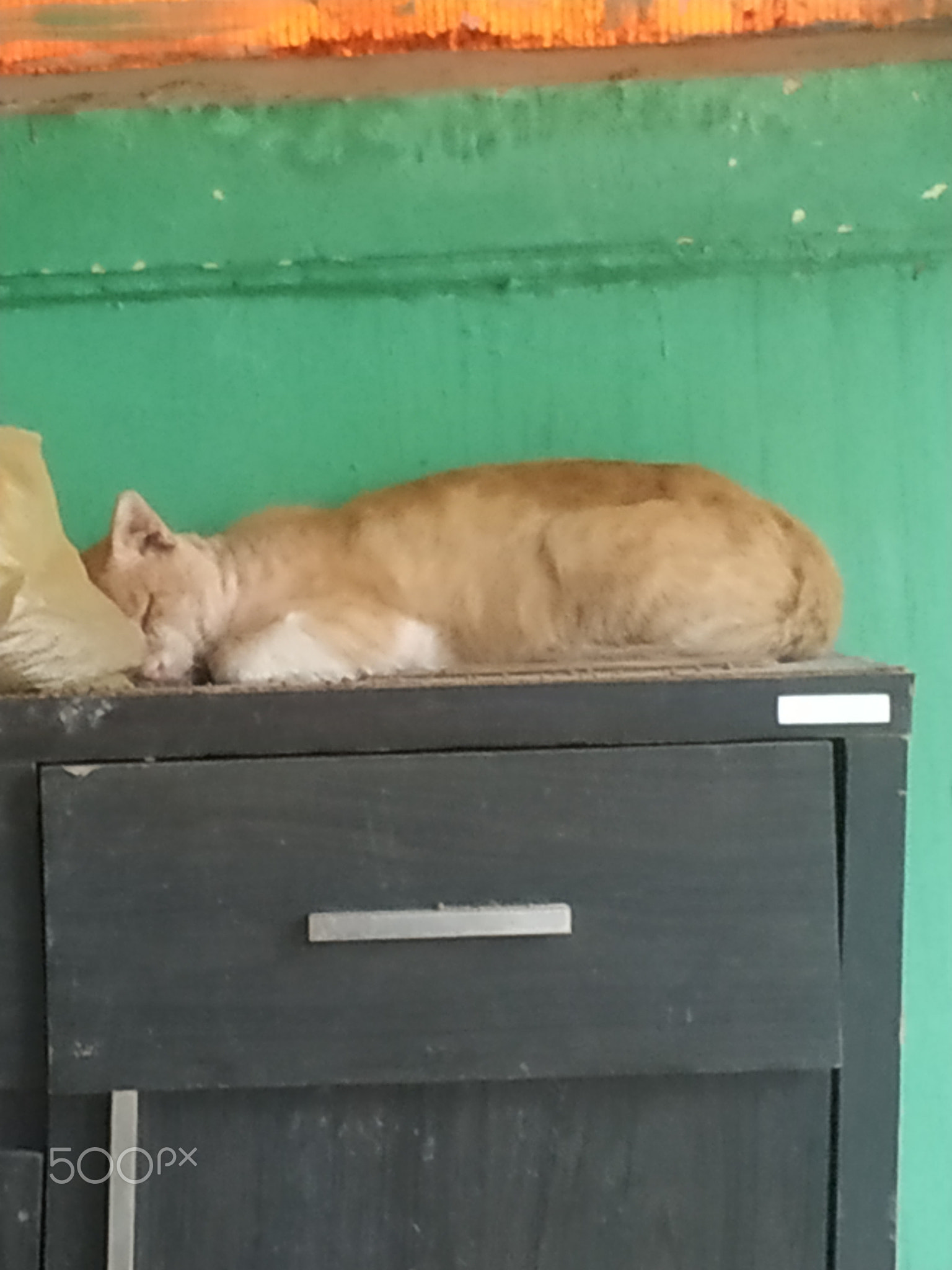 The cat