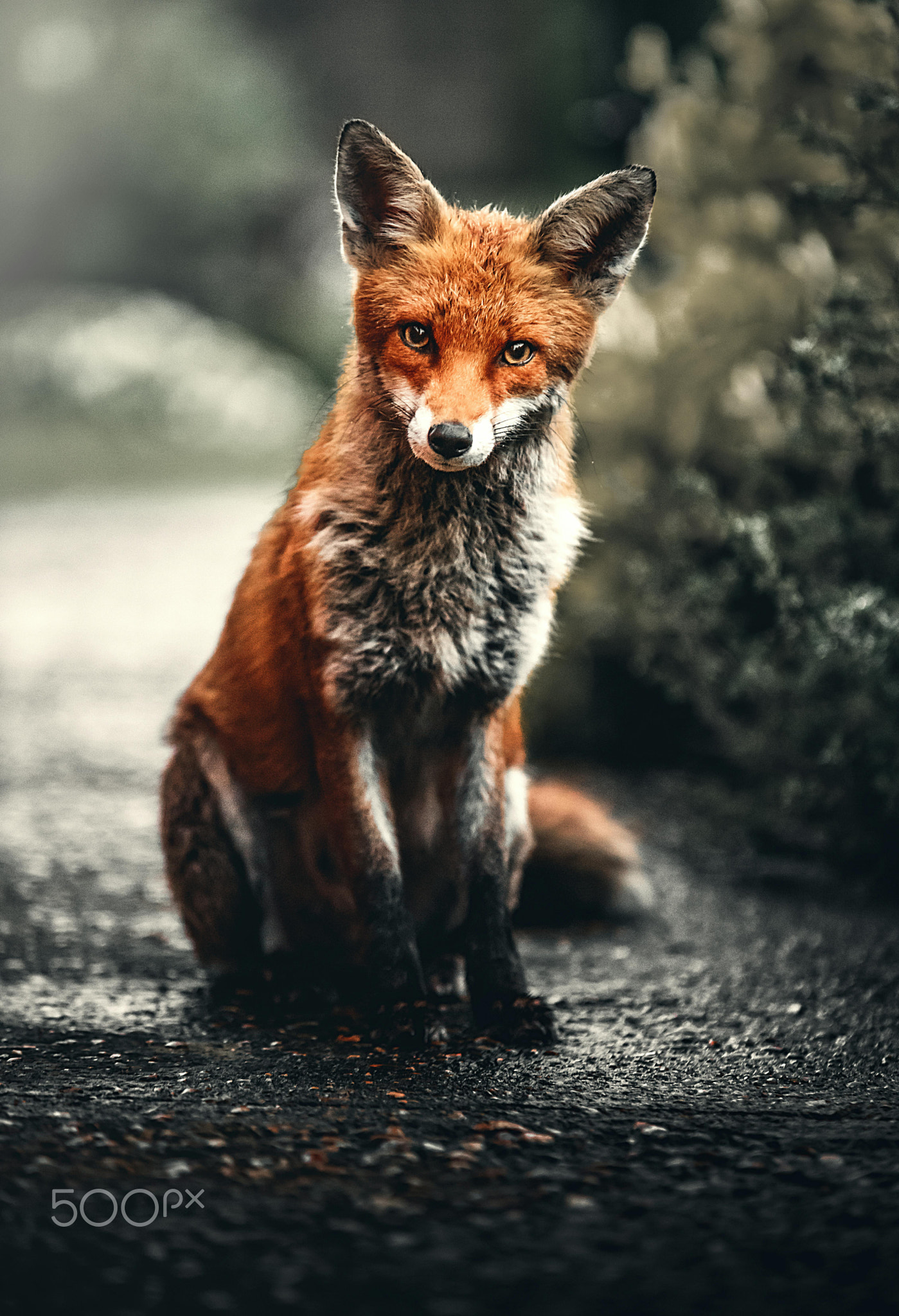 A very cute wolf, with a bright orange color