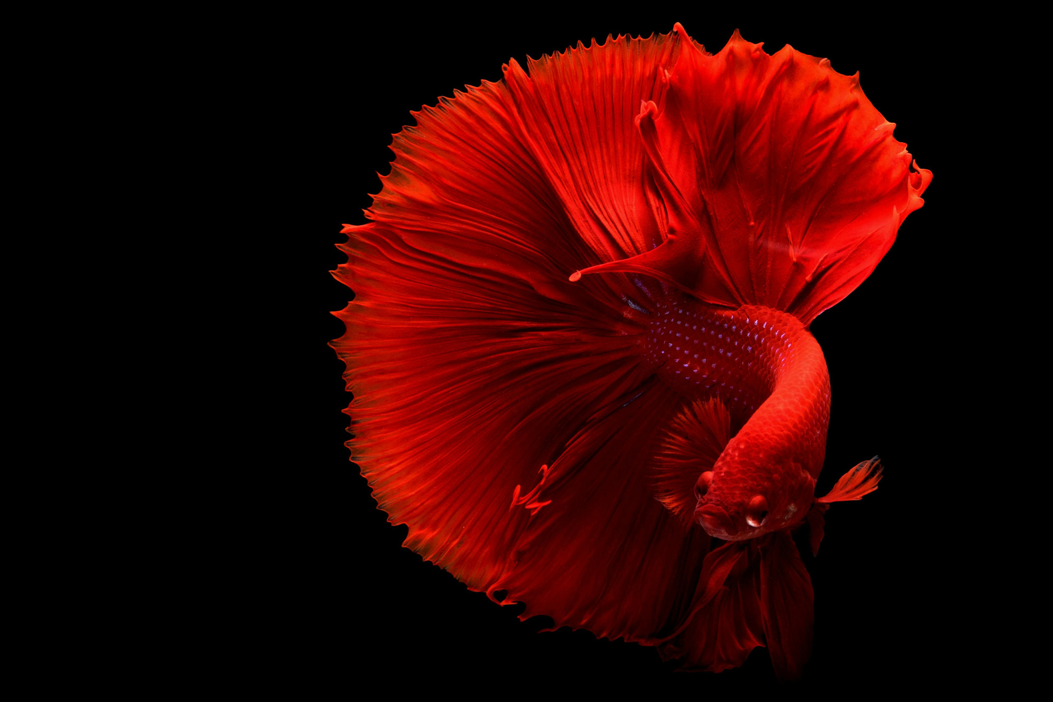 Moonlit betta fish are very beautiful