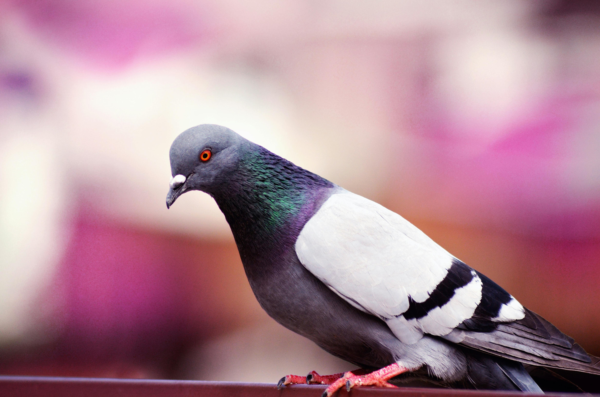 pigeons look proud when photographed