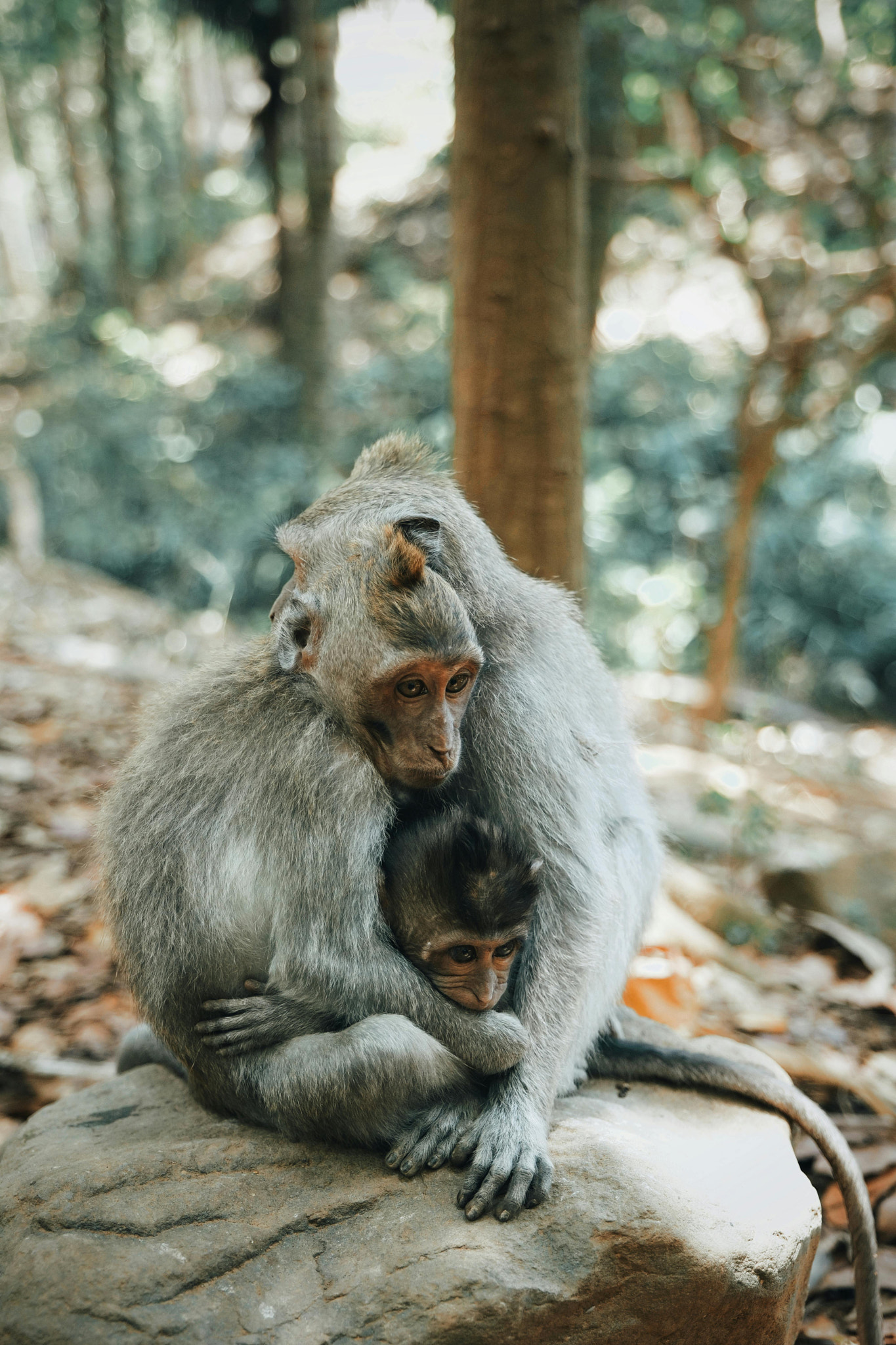 a family of monkeys hugging