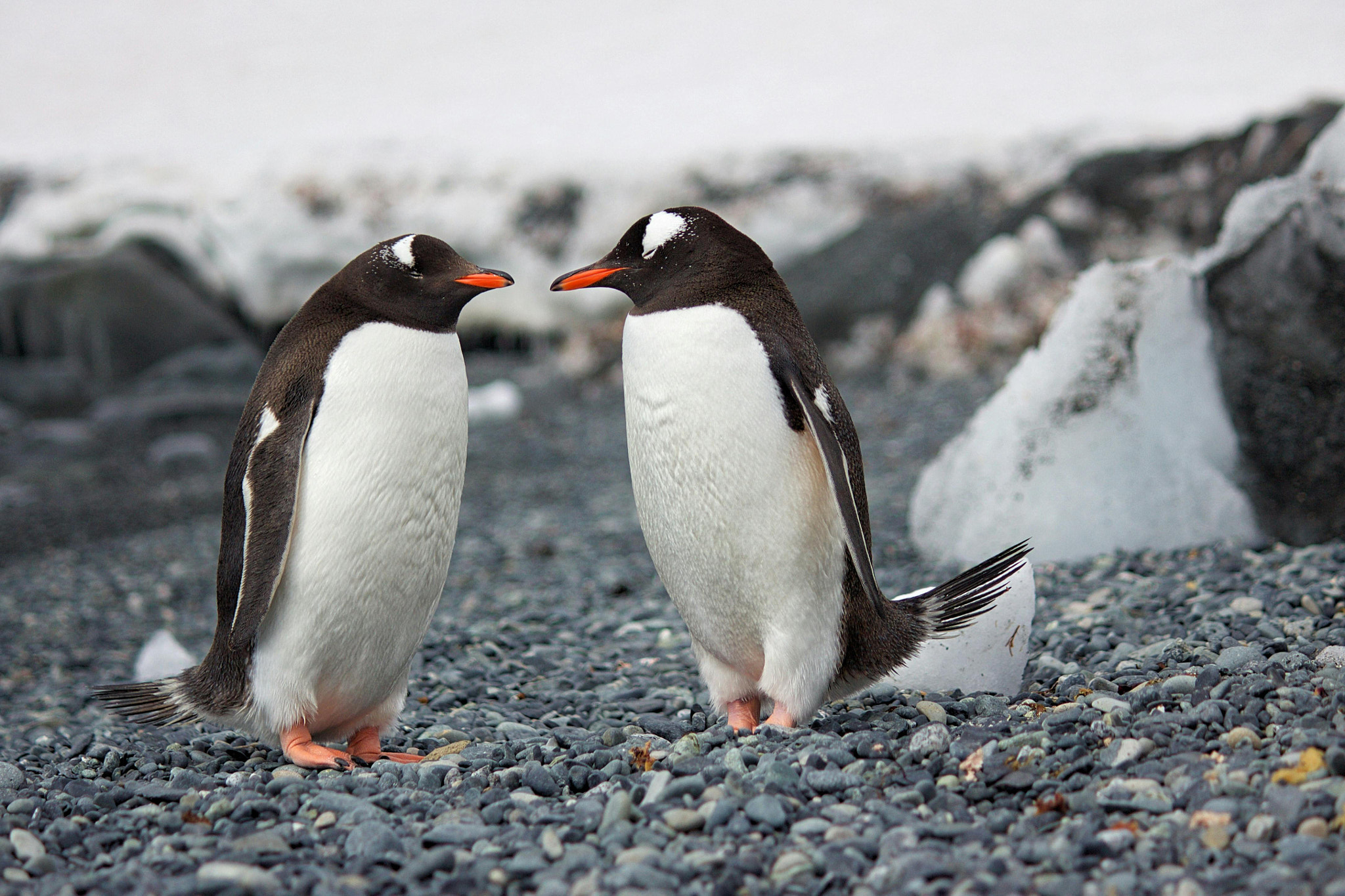 2 penguins are talking