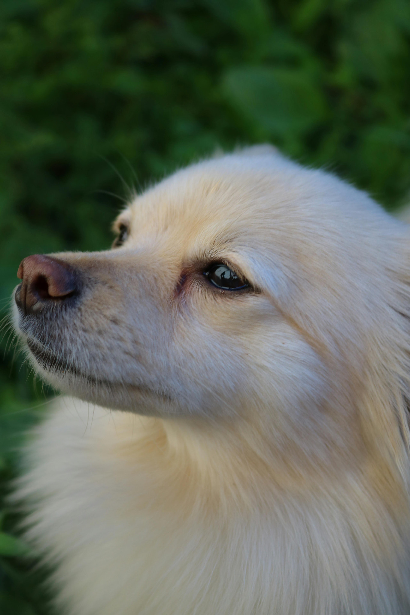close-up of adorable dog face