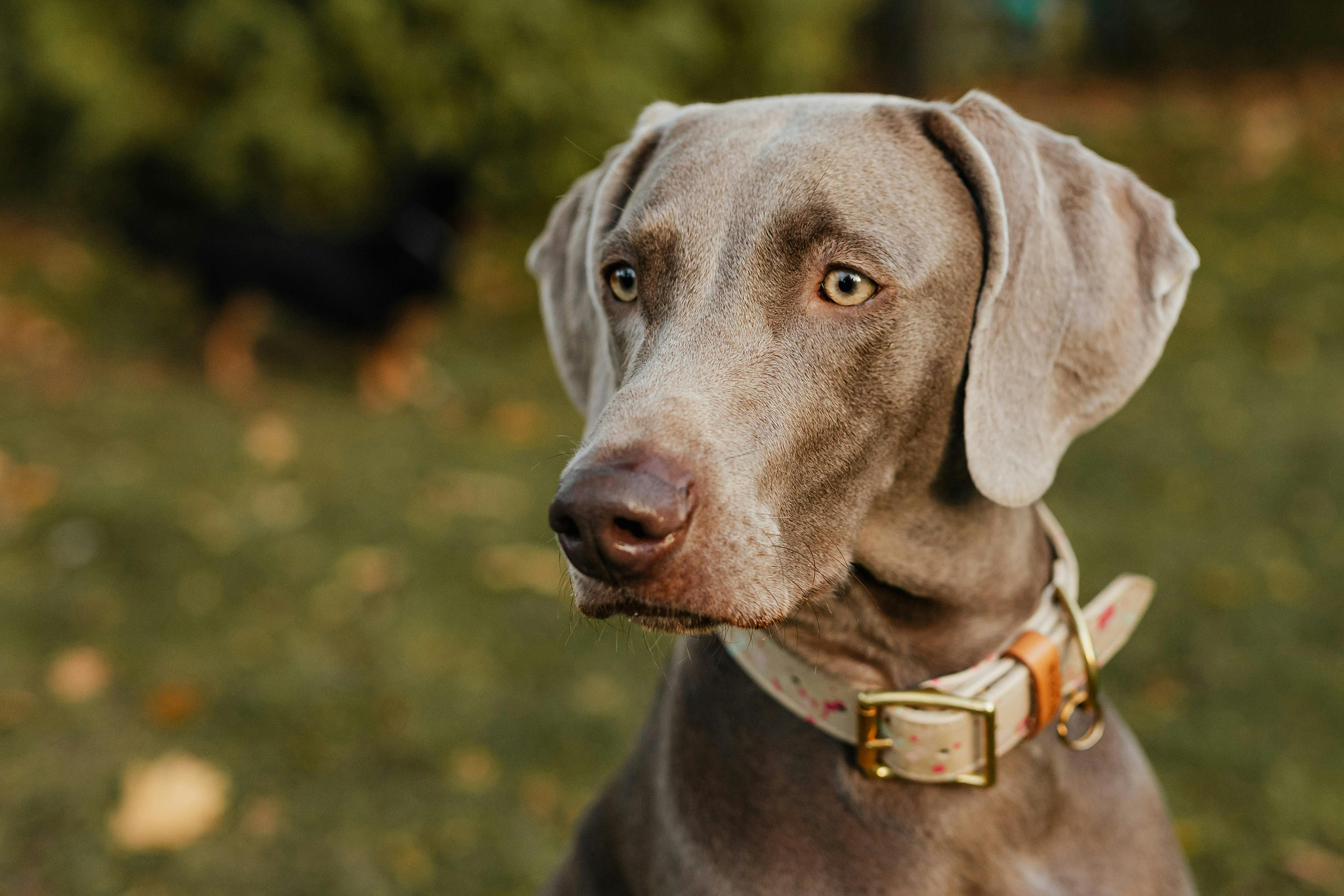 close-up of adorable dog face