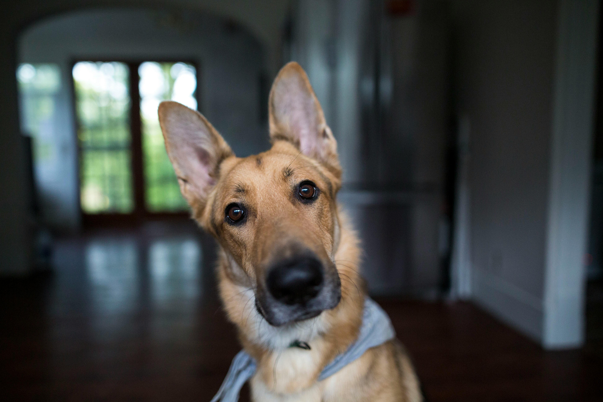 close-up of adorable dog face