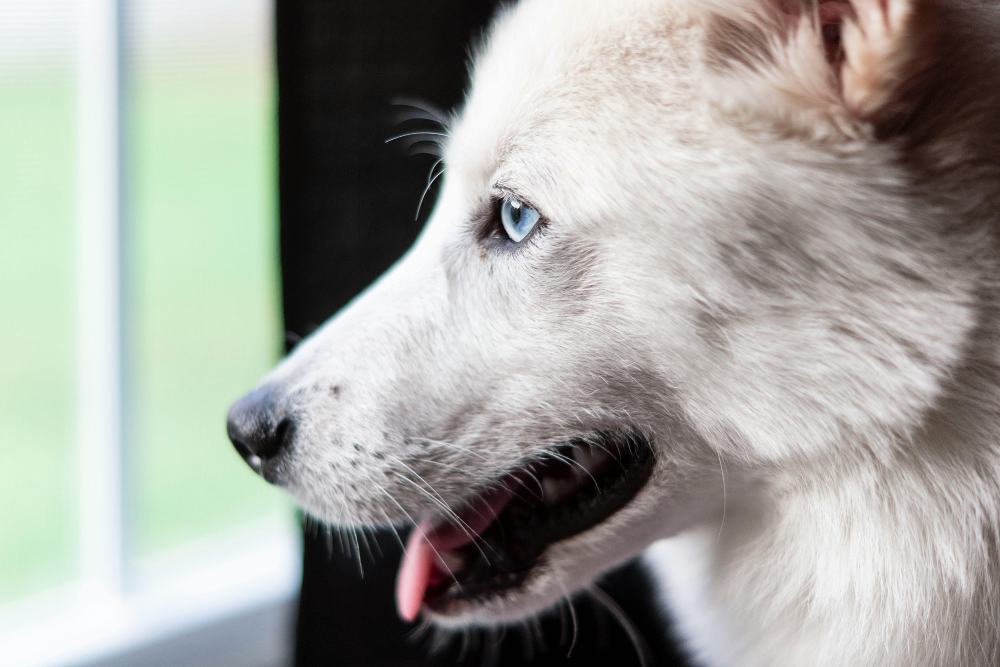 close-up of adorable dog face