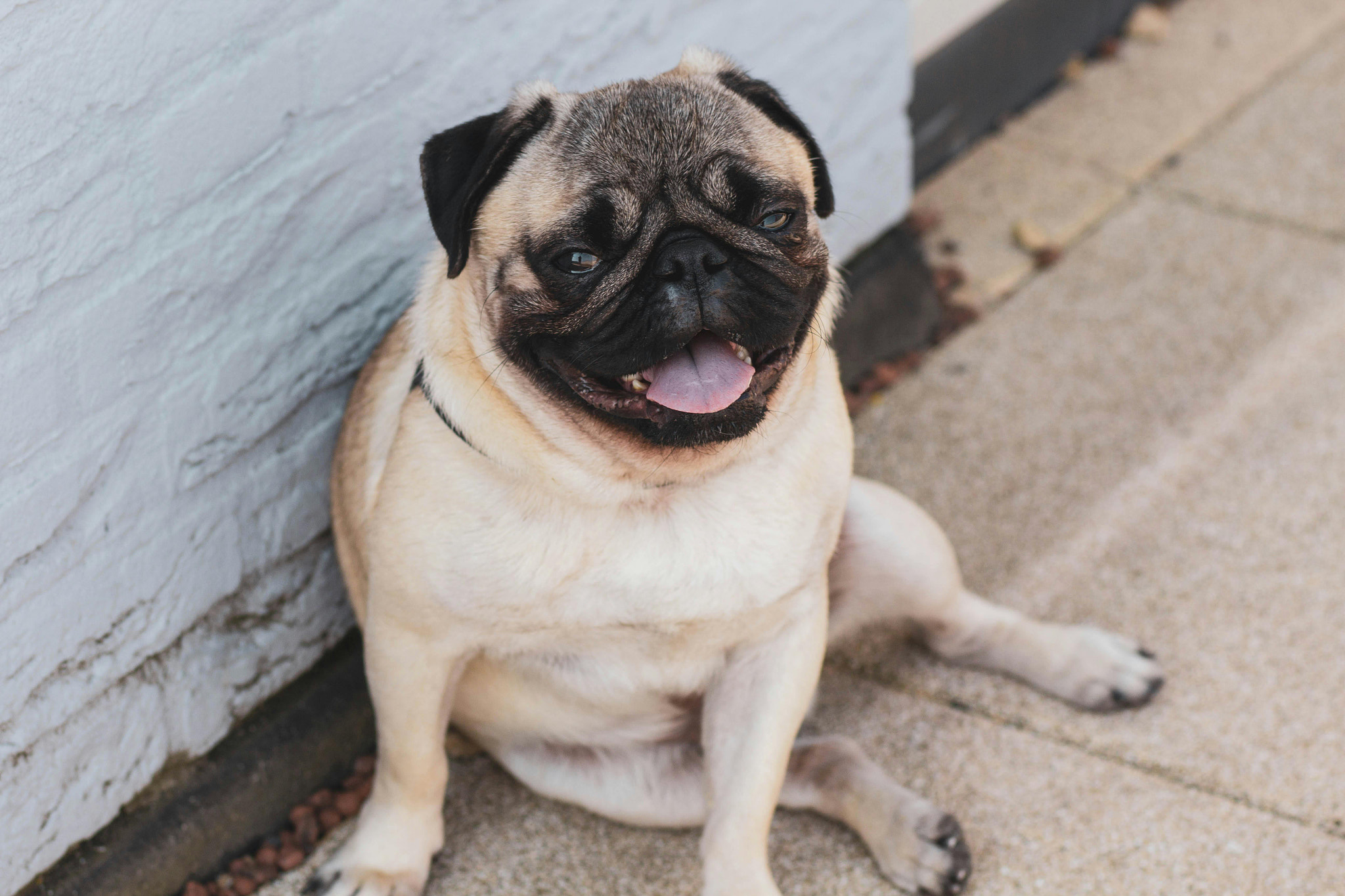 close-up of adorable dog face