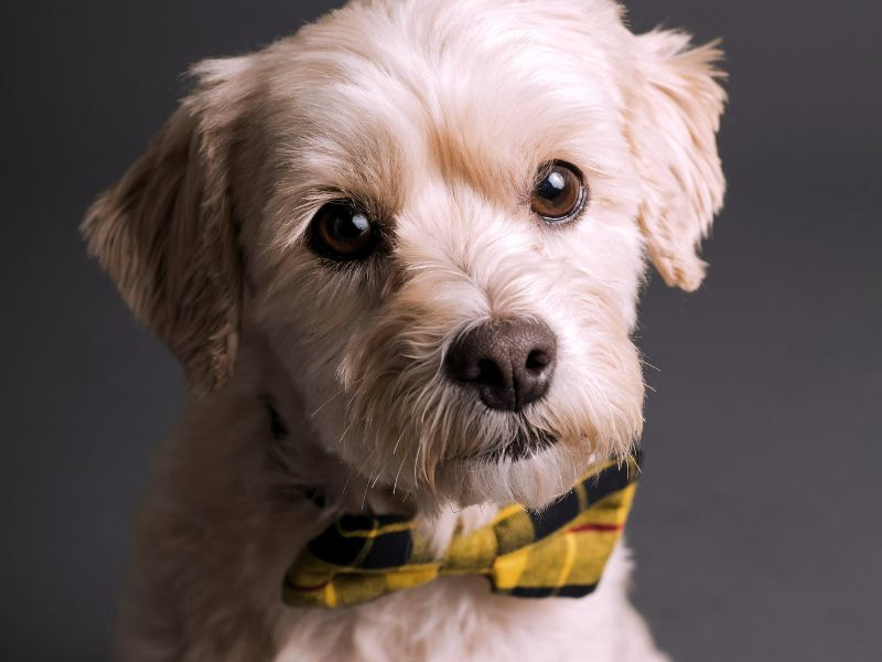 close-up of adorable dog face