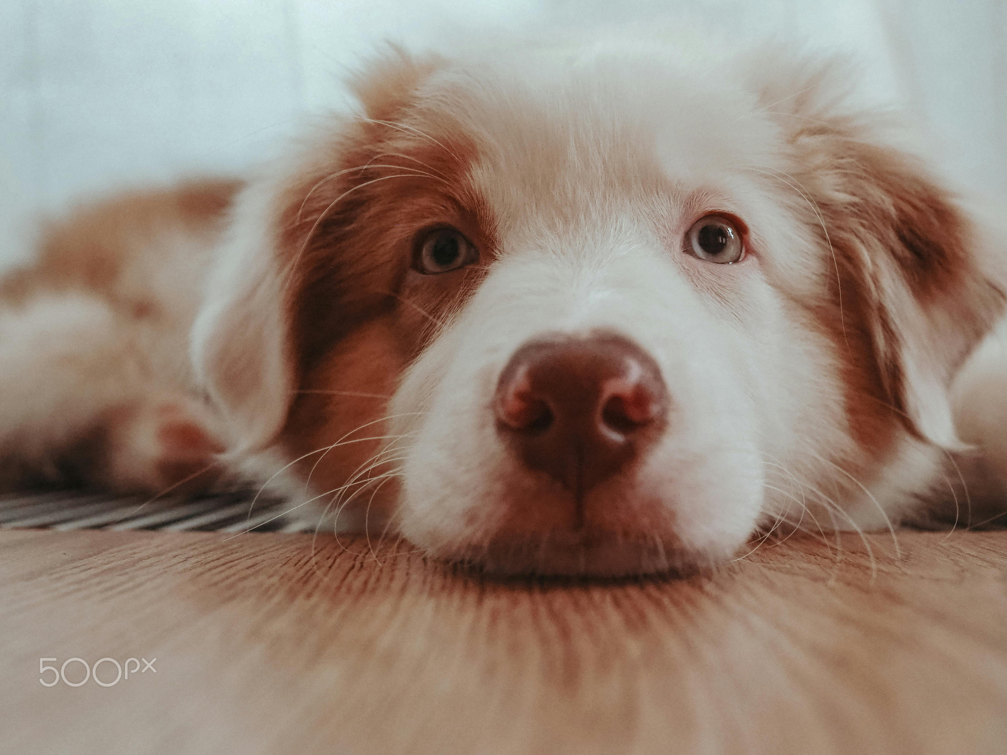 close-up of adorable and cute dog face