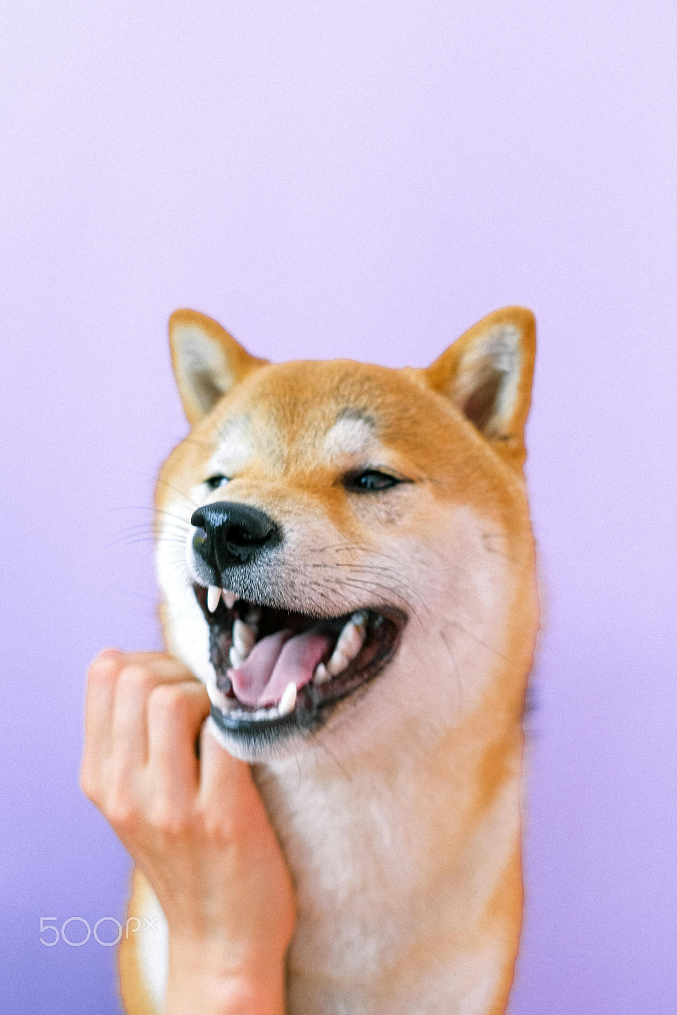 close-up of adorable and cute dog face