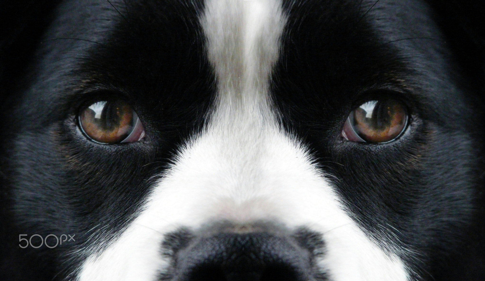 close-up of adorable and cute dog face