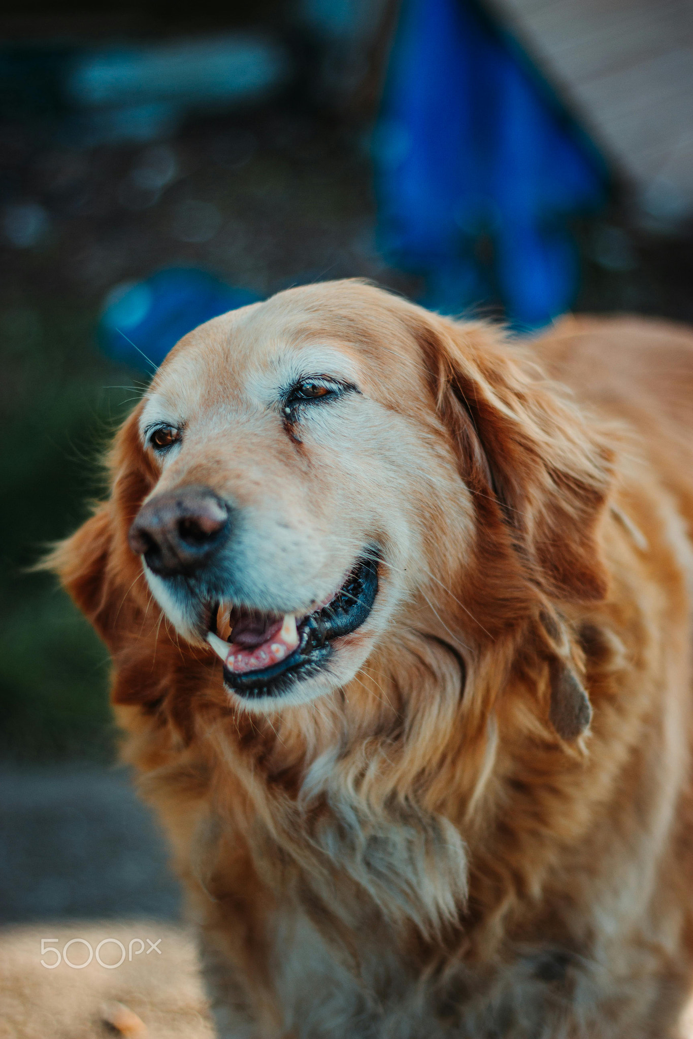 close-up of adorable and cute dog face