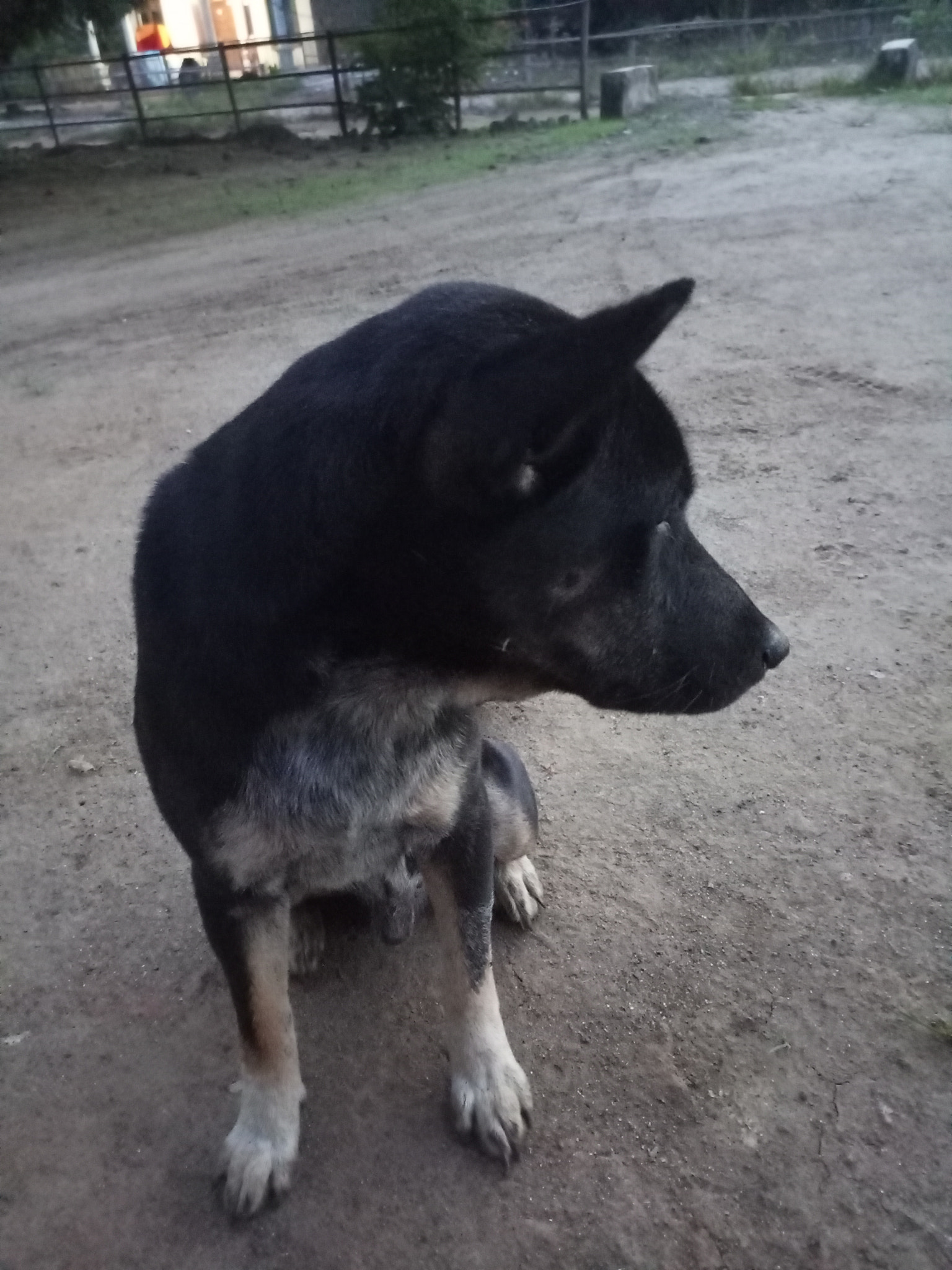anjing menunggu dikasih makanan