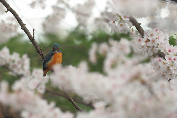 kingfisher by shoji uno on 500px.com