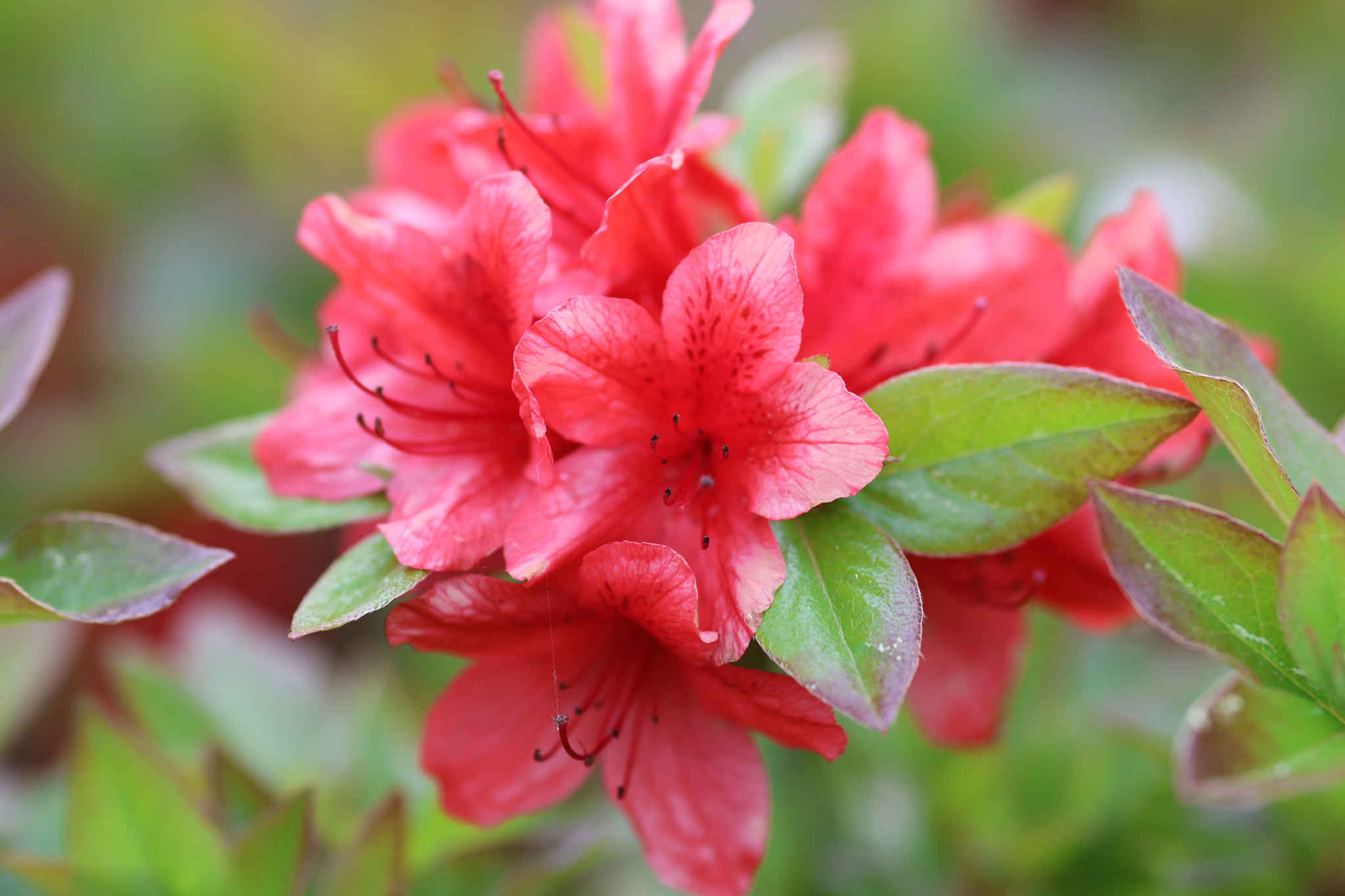 the beauty of red flowers