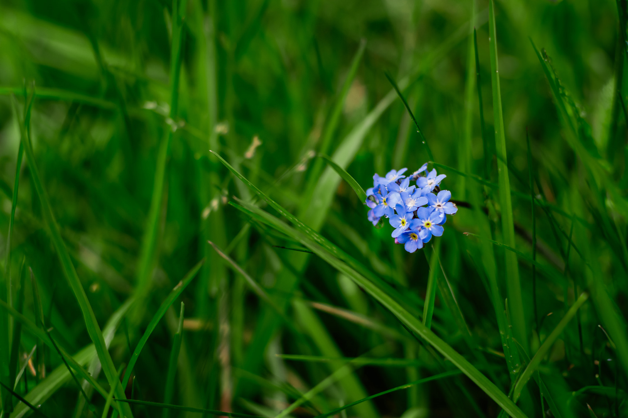 Close-up picture of purple blue Forget me not flowers on field of green grass during spring season