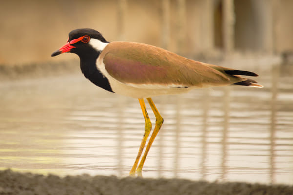 The Red-wattled lapwing enjoying a puddle by Girish Joshi on 500px.com