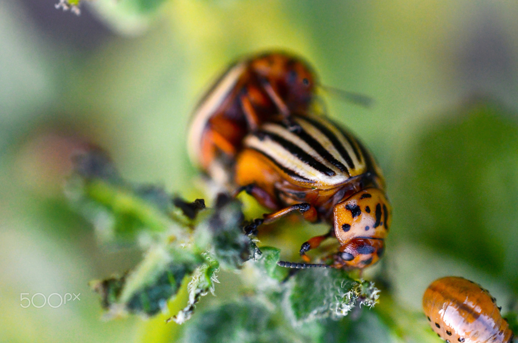Colorado beetles mating during the sitting on a potato bush