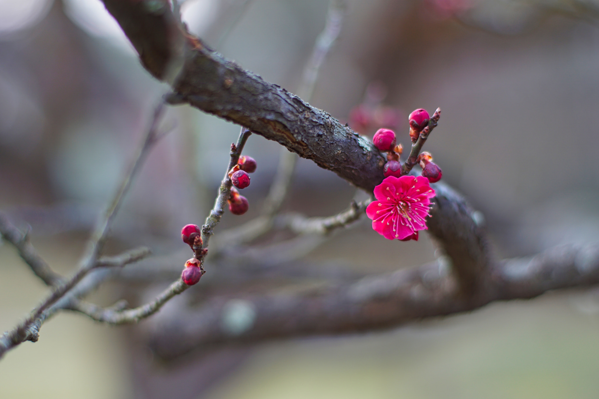 kingfisher by shoji uno on 500px.com