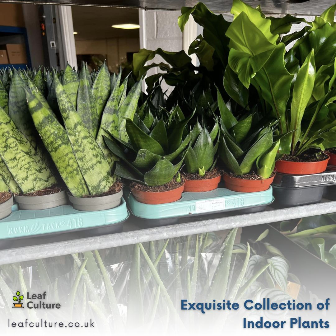 Exquisite Collection of Indoor Plants in UK