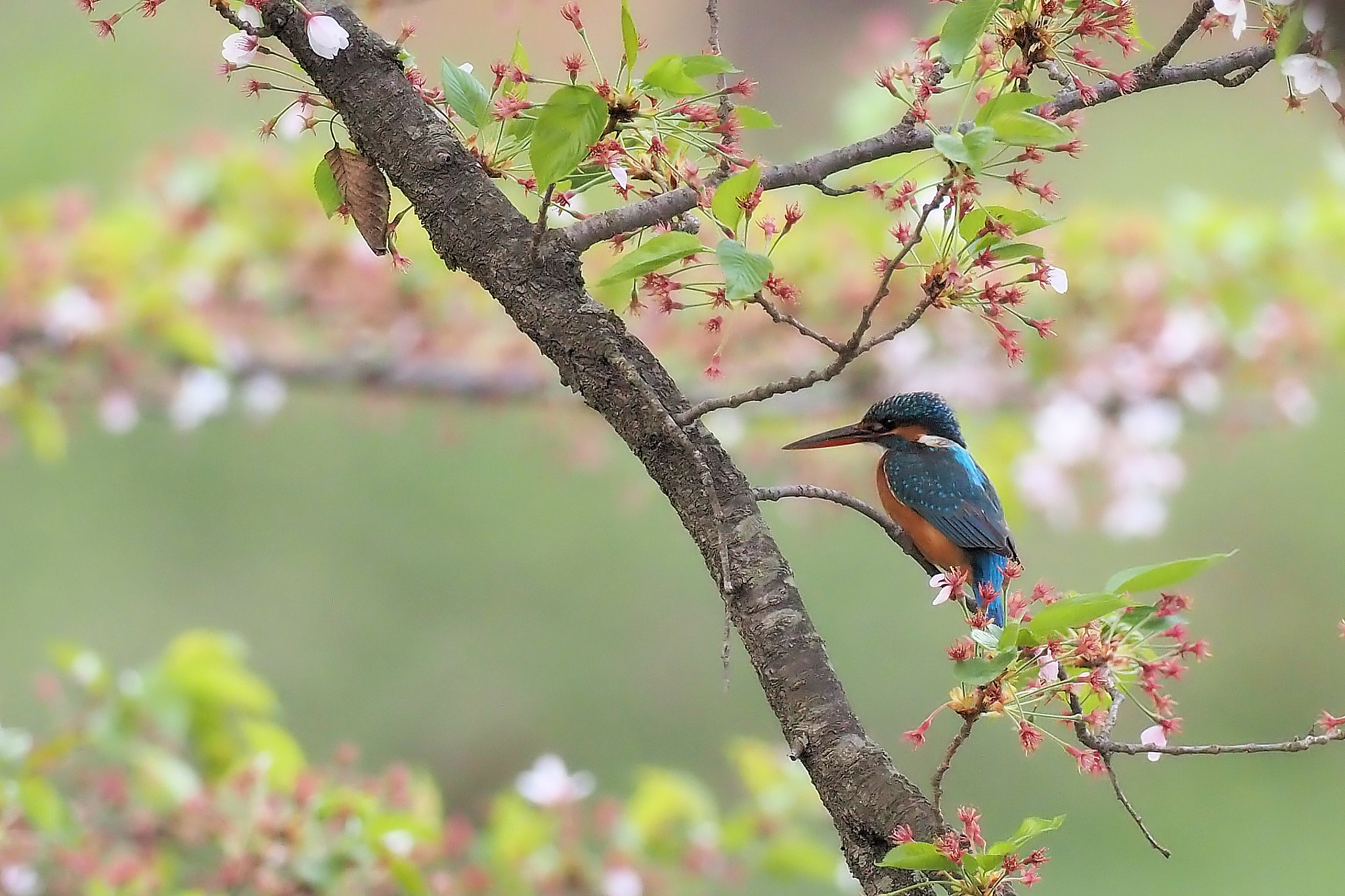 kingfisher by shoji uno on 500px.com
