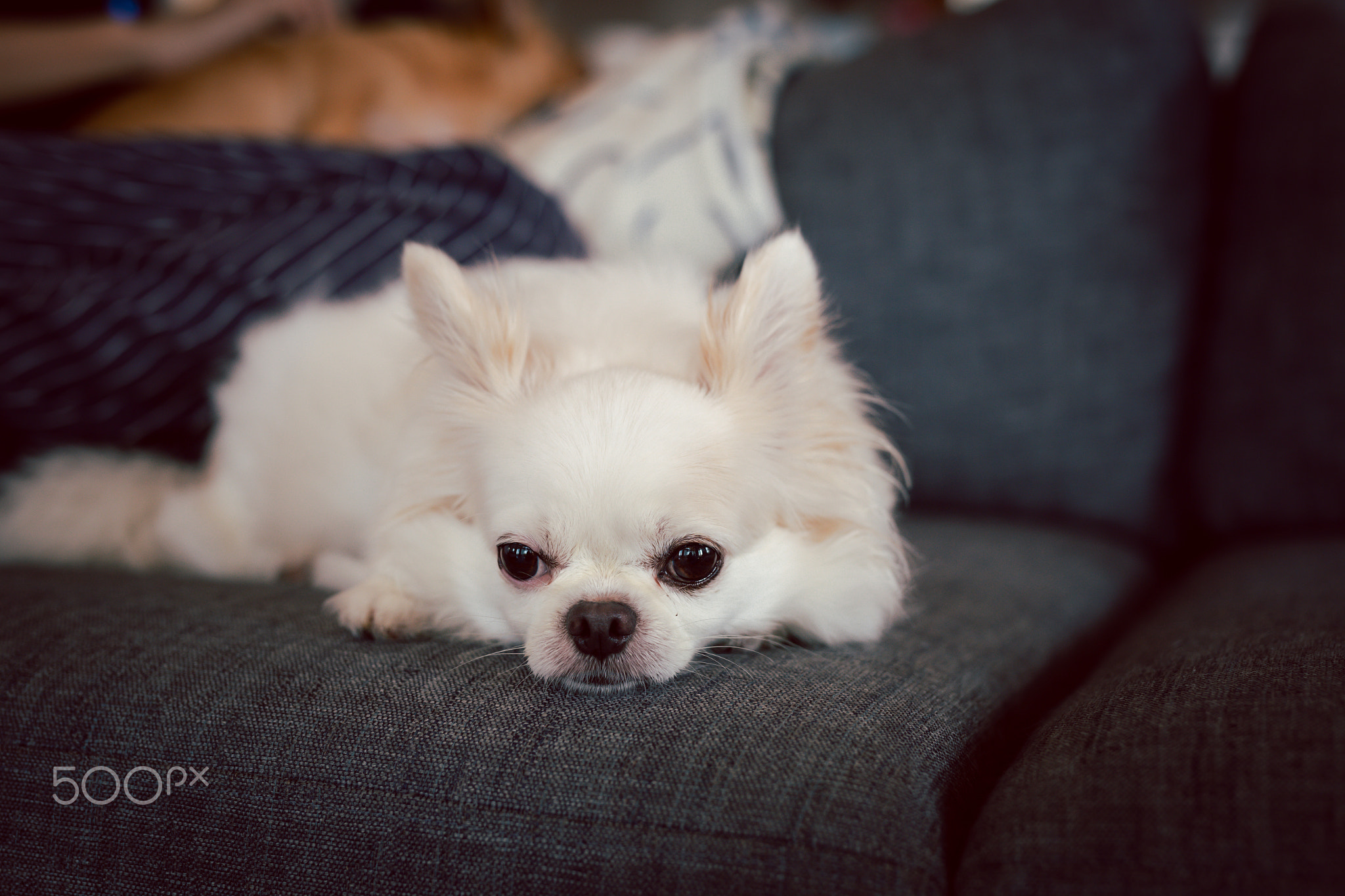 White chihuahua dog happy smile sitting on sofa in the house.