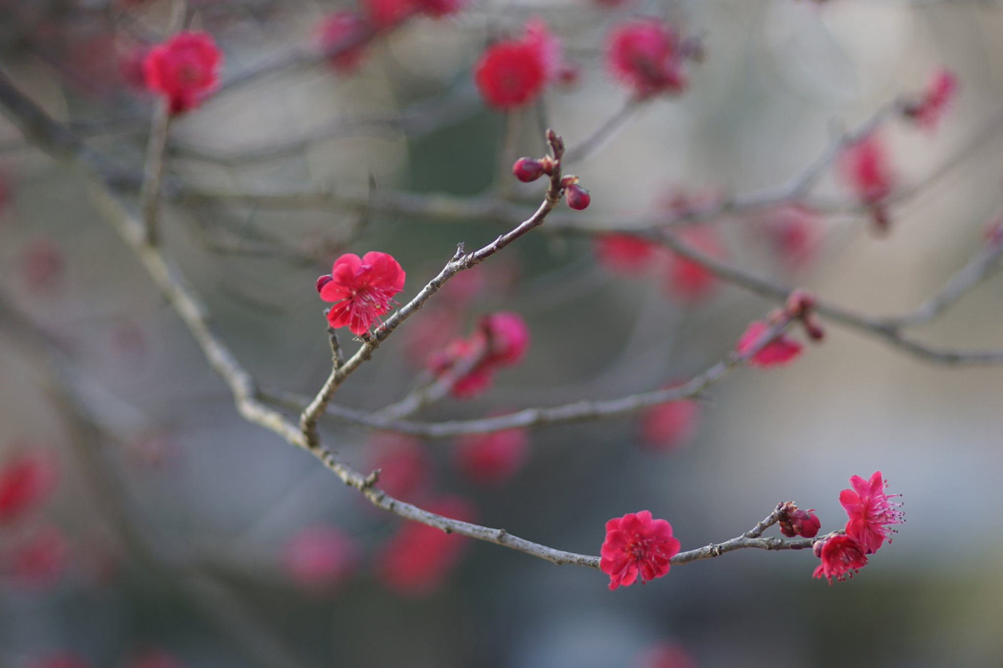 kingfisher by shoji uno on 500px.com