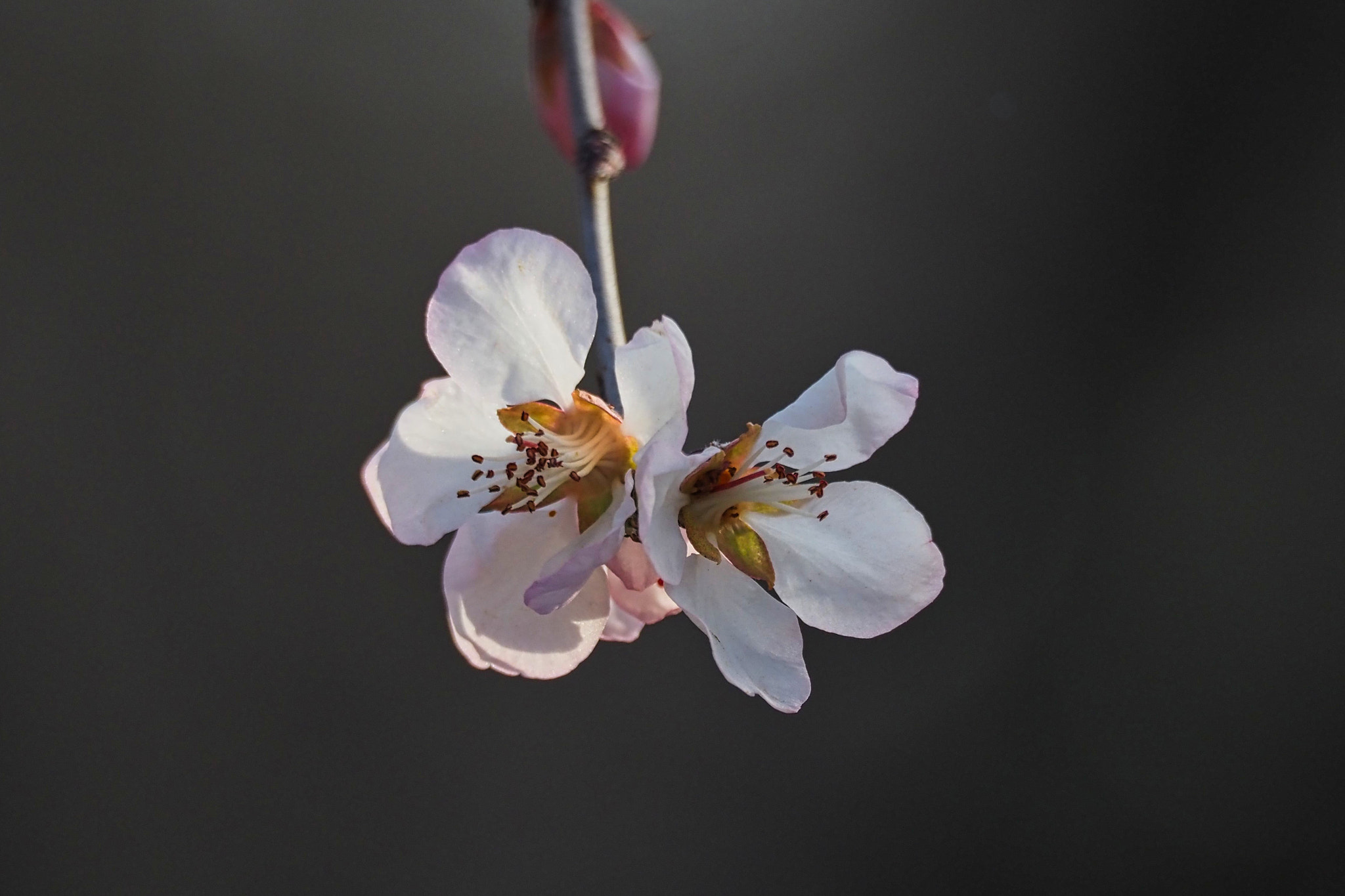 kingfisher by shoji uno on 500px.com