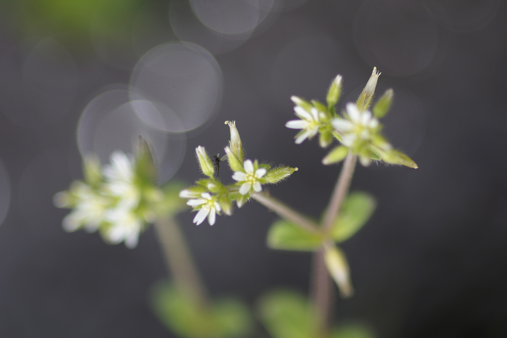 kingfisher by shoji uno on 500px.com