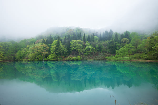 ARIKHA、Leeks in Green Wrappings、希少画集画 Akihisa Iida's Photos & Galleries | 500px