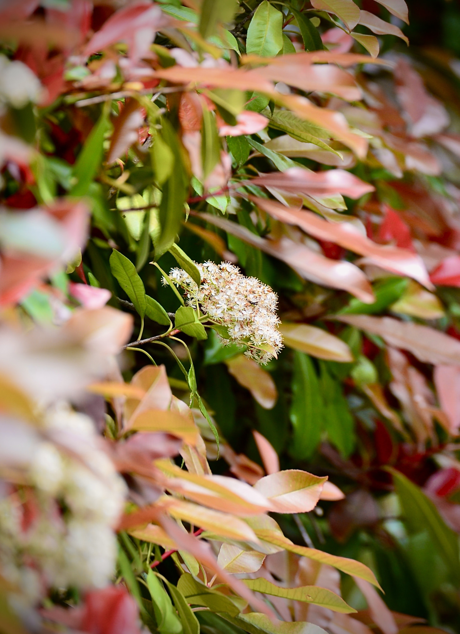 The wild floral in spring