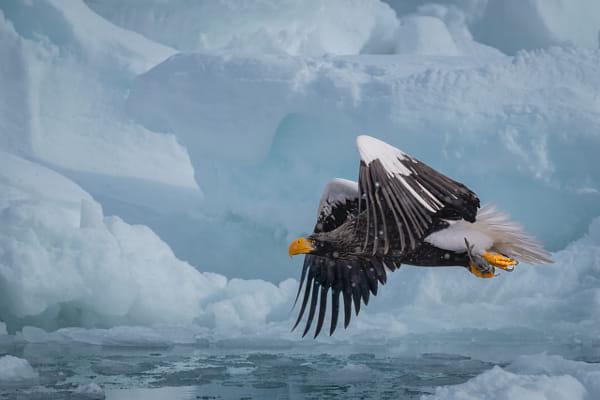 Steller's Sea Eagle  by Mike Reyfman on 500px.com