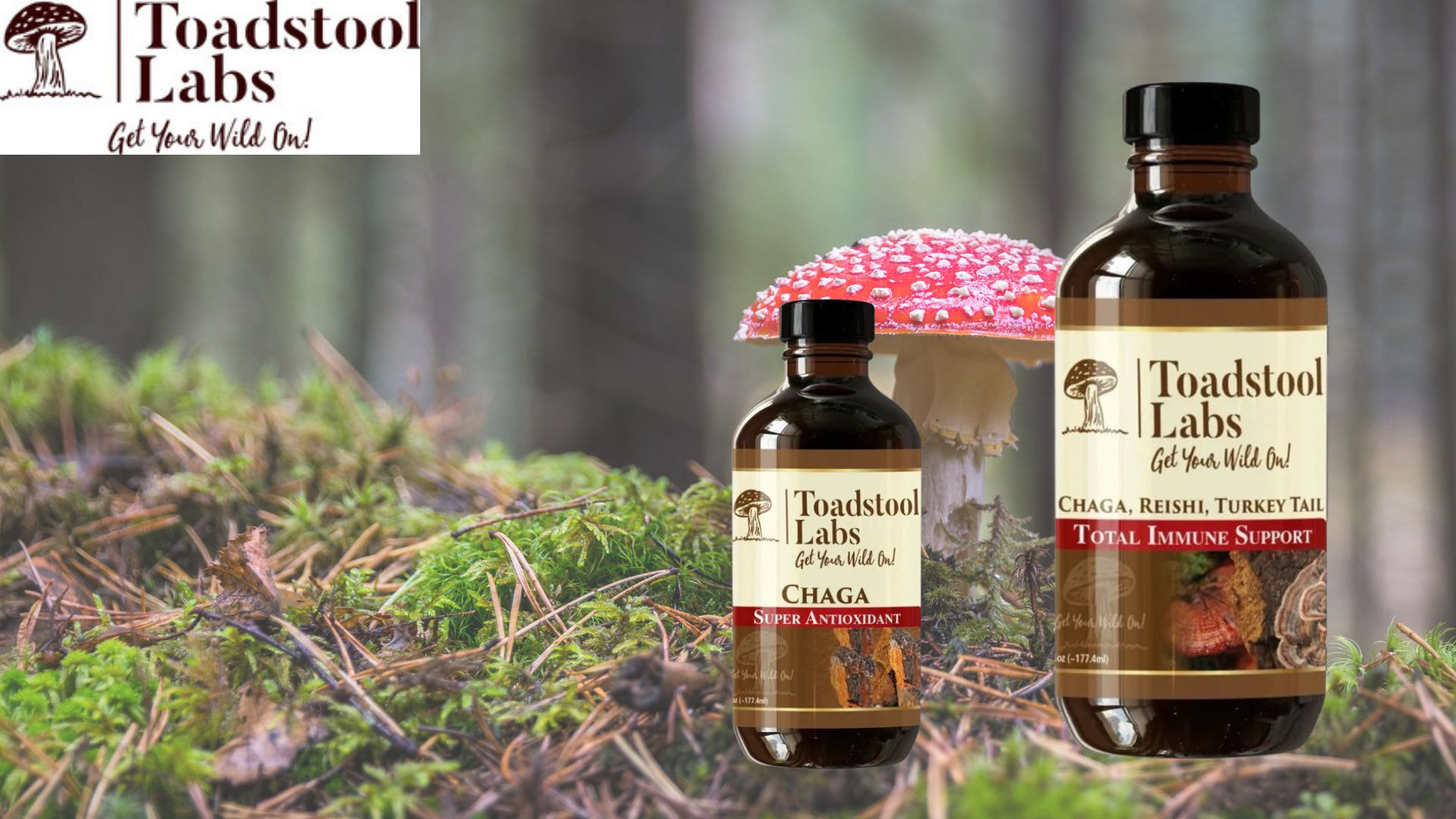 Harnessing Nature's Remedies: Chaga vs Turkey Tail Mushroom